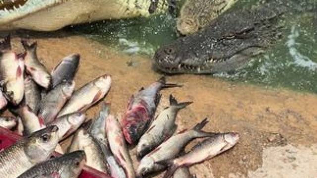 鳄鱼的伙食比我都好#非专业人士请勿模仿