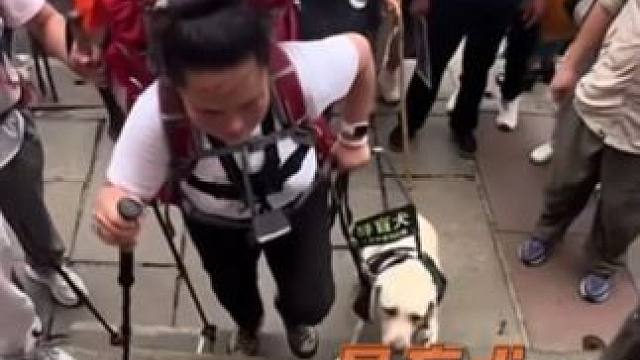 盲人夫妇带导盲犬冒雨夜爬泰山 #基地收回导盲犬芬迪 每只导盲犬都应该在 最需要的岗位上发光，也需要在
