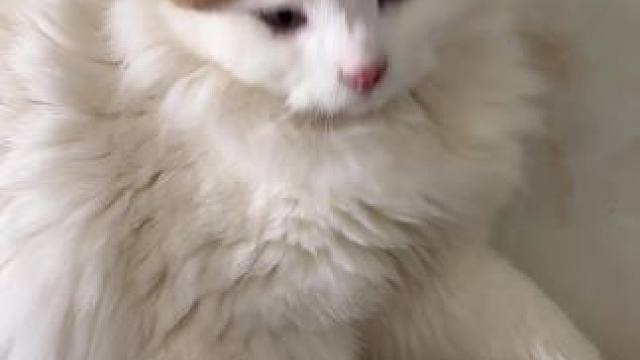 拐拐 是不是想揍我#猫