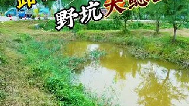 路边野坑大鲶鱼 #钓鱼#户外钓鱼#野钓#老坛甜薯 #老坛甜薯方块饵