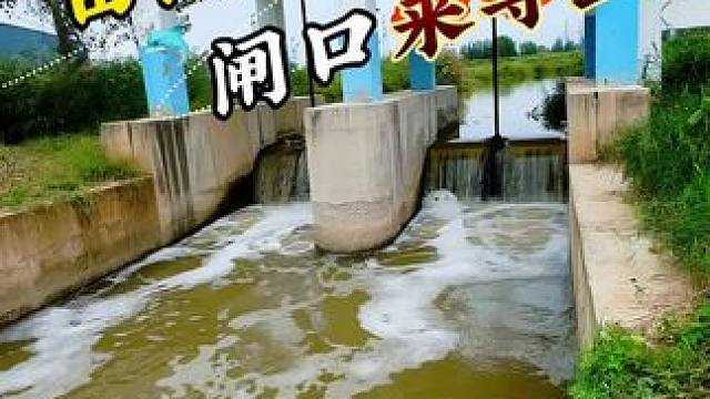 田间闸口来寻鱼 #钓鱼#野钓#野河野钓#渔之源小蜻蜓二代 #轻量化垂钓就选渔之源