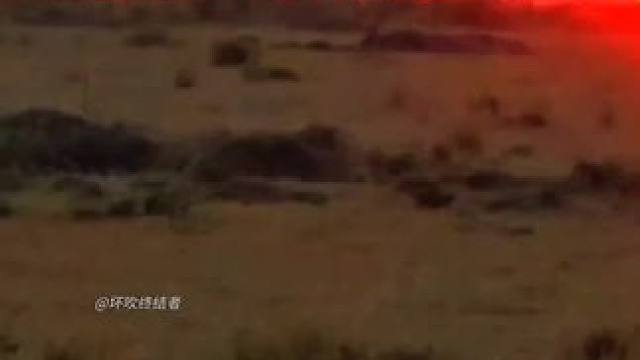 夕阳下照耀的雄狮 仿佛如同电影中的狮子王#狮子 #狮子王 #雄狮
