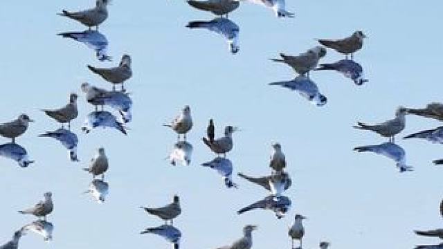 万鸥展翅，钱塘湿地初秋交响曲！ 
这里是杭州钱塘大湾区湿地，候鸟天堂正上演生命的热烈，有的俯身觅食，