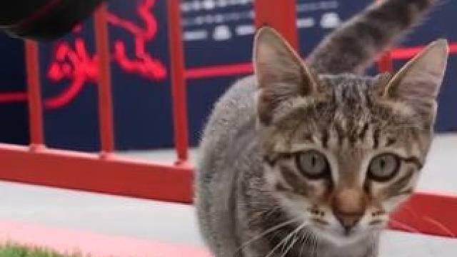 中华梨花喵征服巴库赛道 哈基米成为了全围场的团宠，最爱阿塞拜疆大奖赛的一集！#2025F1阿塞拜疆大