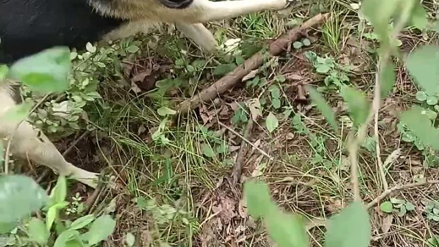 这是谁下的夹子