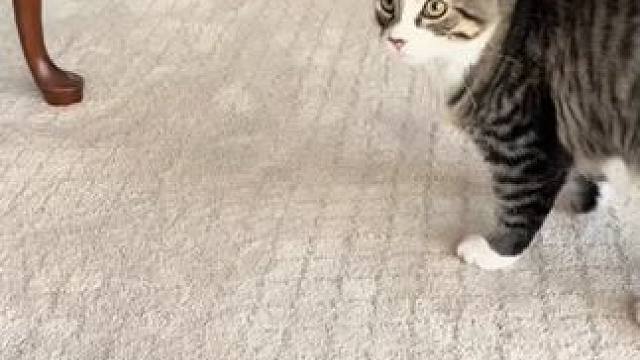 这个它可以玩一整天~ #玩个很新的东西