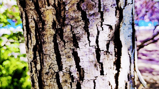 乡村小学的风景