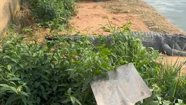 竟然有犟种想搞偷袭#非专业人士请勿模仿