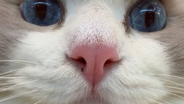 我们福有洁癖的呀～我们福怎么可能有鼻嘎 #万物可爱计划 #记录和它的每个夏天