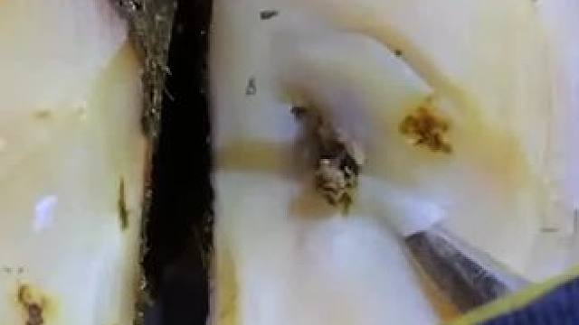 炫刀流小哥的牛蹄干净又丝滑#解压#修牛蹄