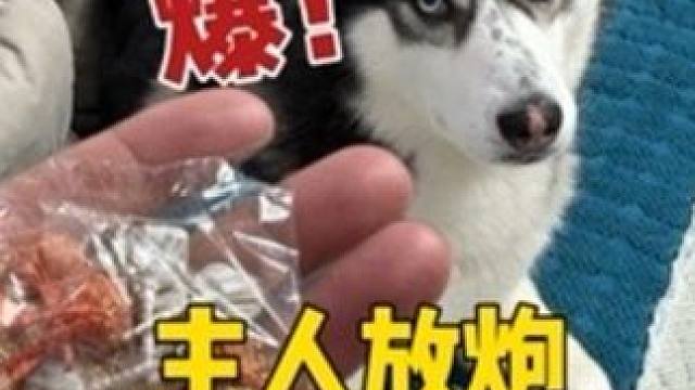 在狗狗面前捏响鞭炮，二哈会是啥反应？大家看完千万别笑 #二哈 #哈士奇 #萌宠出道计划 #神奇动物在