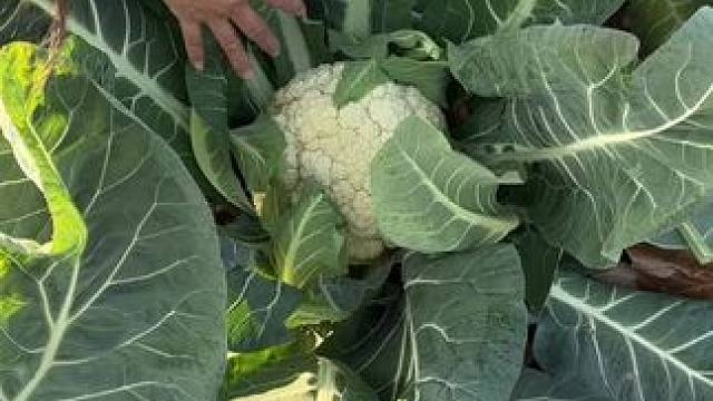 用上这个简单方法种出的花菜就是不一样 