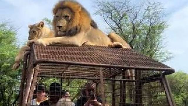 游客们在笼子里面看狮子