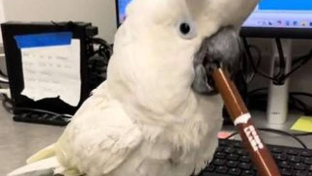 鸟中二哈白凤头鹦鹉 #国外视频分享 #奇妙的动物 #宠物