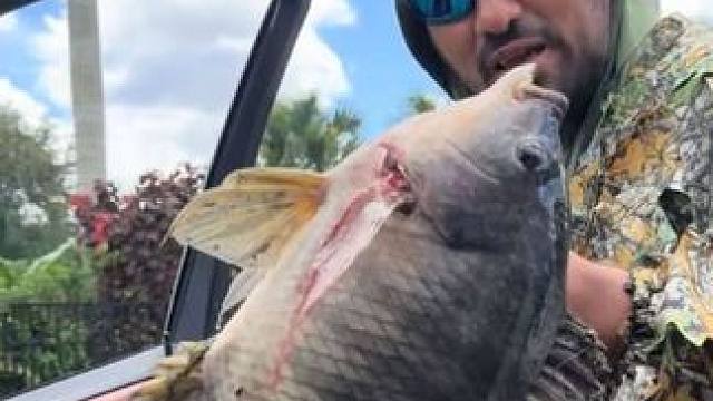 老哥用复合弓捕鱼收获两条大罗非鱼