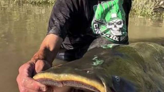 老哥钓到了一条欧洲巨鲶 #国外视频分享 #好大一条鱼 #钓鱼的乐趣只