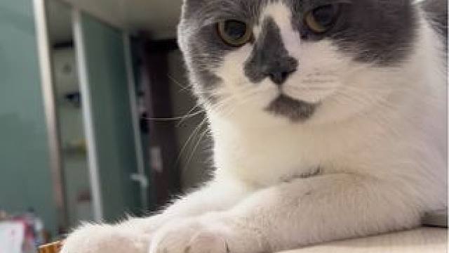 无偿送养，有意Si信 家中另一只毛孩子需要静养，无奈只能分开，希望给他找个真心待它的新主人 名字：小