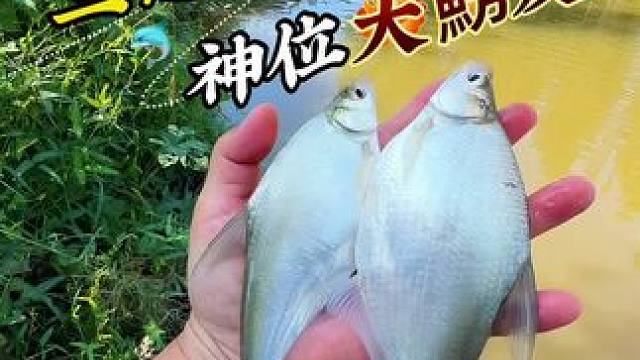 路边桥下大惊喜 渔之源小蜻蜓二代