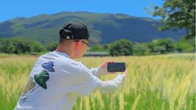 狗尾草这样拍也太美了吧，几个运镜拍出电影感小短片#手机摄影 #治愈系风景 #狗尾巴草 #自然美景