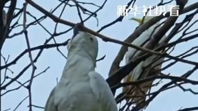 失去双脚的鸟儿用嘴牢牢咬住枝头，在空中吊着身体休息