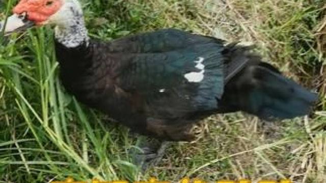 记录我的农村生活，好久没回老家了，鸭鸭居然还认识我，高智商呀 #动物搞笑视频 #动物趣事搞笑 #动物