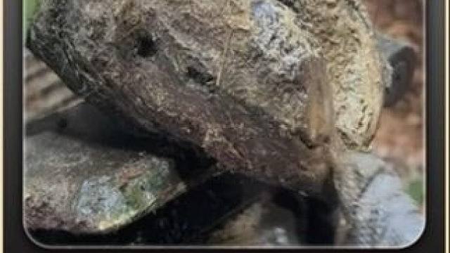 情况不太妙，脚趾就快烂掉，指甲盖也差点就要脱落