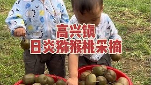 9.9一大一小入园采摘啦！临走可以带走两斤，来日炎猕猴桃采摘园实现采摘自由 #