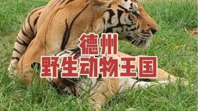国庆小长假就来德州野生动物王国吧！#德州野生动物王国#国庆假期被安排明白了 #亲子游玩好去处 #动物