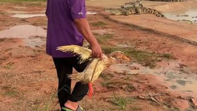 涡轮增鸭还没有开始发动就结束了……