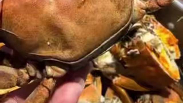 我家的河蟹最好吃