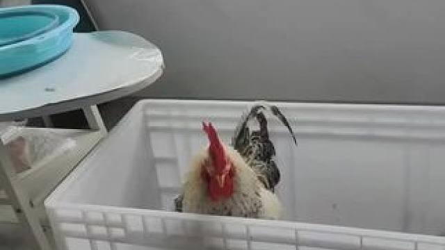 当我玩战双无聊了以后