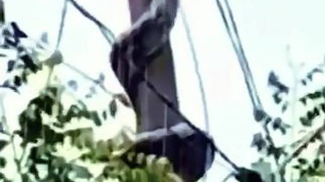 这大辣条爬高处到底在干什么？简直难以置信 #动物科普 #动物世界 #野生动物 #买卖二手车就上懂车帝