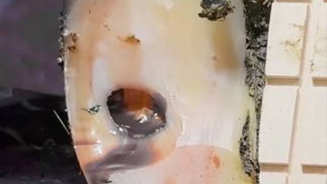 这是一只非常严重的牛蹄修牛蹄