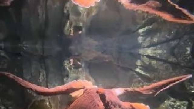 养一只宠物大章鱼是什么感觉 #国外视频分享 #奇妙的动物 #海洋生物