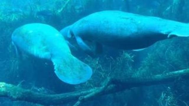 海牛在水中觅食 #国外视频分享 #奇妙的动物 #野生动物零距离