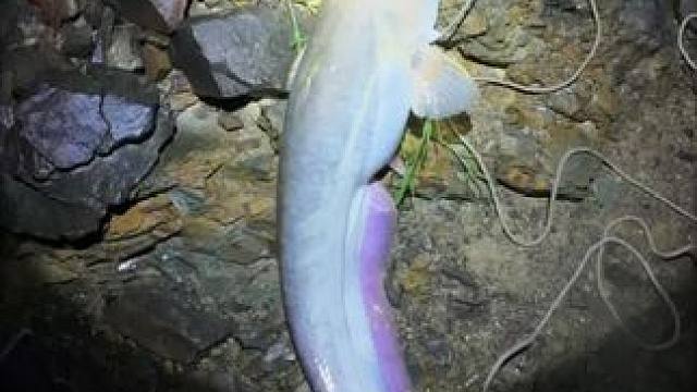 #热门话题  #钓鱼趣事 #钓鱼技巧 大弯弓