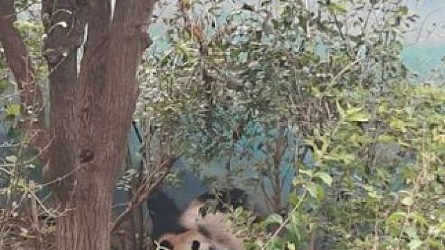 小乔，大鹏展翅，小川，一边吃饭一边健身，哈哈哈哈今天的天津野生动物园太好玩了#大熊猫 #熊猫 #萌兰