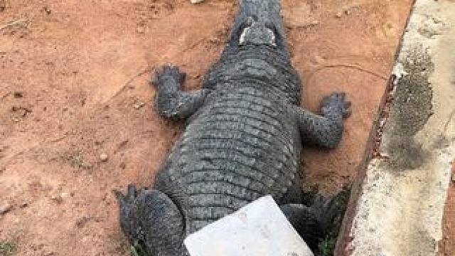 大哥来了让个道#非专业人士请勿模仿