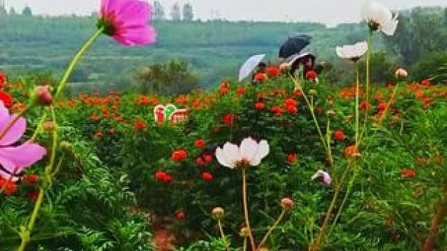 #网红拍照景点 #浪漫花海