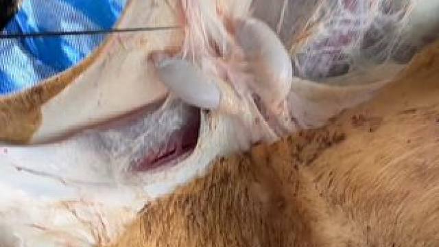 这可是好东西 #美食 #泰国美食 #户外美食 #内容启发搜索