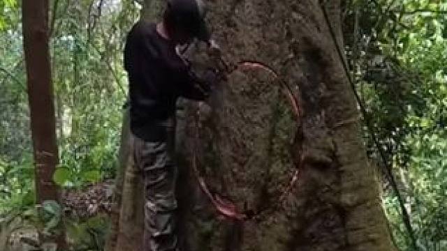 #野外建造 #野外生存 #荒野生存