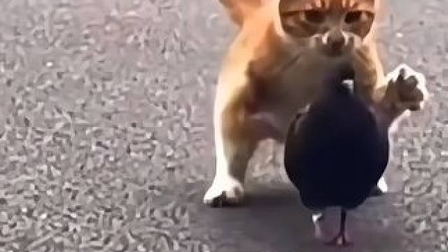 桩功让中国功夫高于世界其他搏击术 #站桩 #空手道 #养生 #传统文化