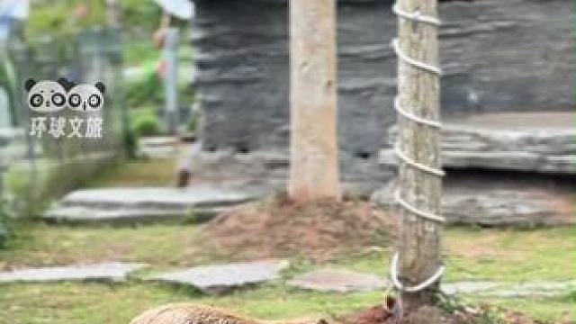 原来情绪稳定是遗传！刚出生15天的水豚宝宝萌翻网友