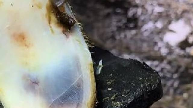 一只受到外力撞击的牛蹄，脚底都是瘀伤修牛蹄