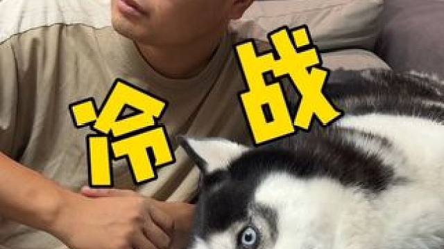 二哈跟主人冷战死活不搭理主人，当主人拿出火腿后，大家千万别笑 哈士奇