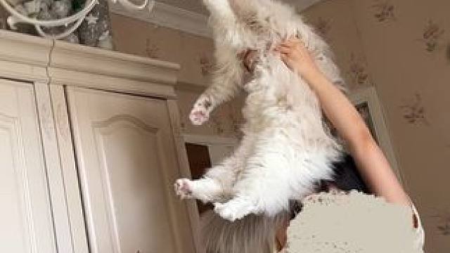 不是首尔病是冻干病