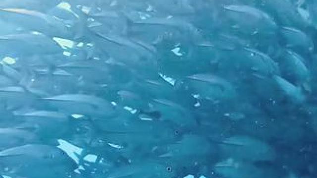 早起的人有杰克风暴看…
balicasa的杰克风暴吊打诗巴丹了
#薄荷岛 #水肺潜水 #杰克风暴 #