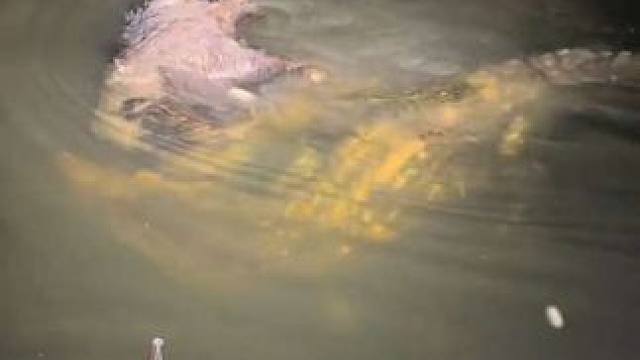 户外钓鱼偶遇鳄鱼收获一顿野猪大餐