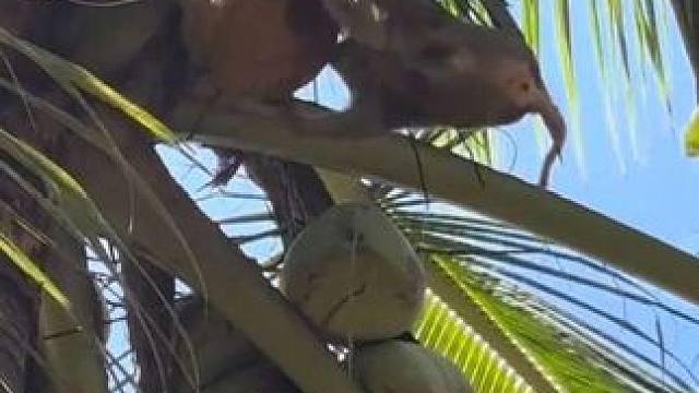 泰国打工猴爬树摘椰子一气呵成