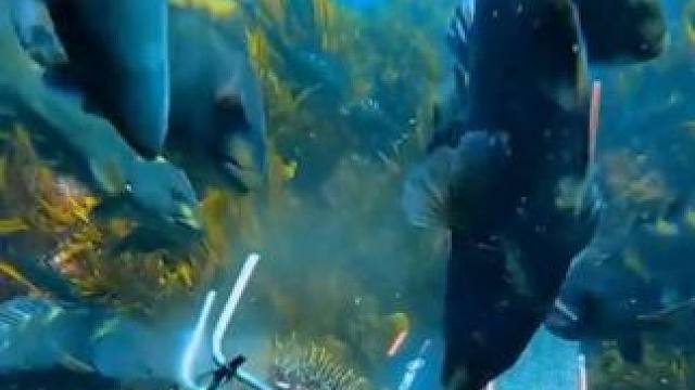 潜入海底捕捞海胆